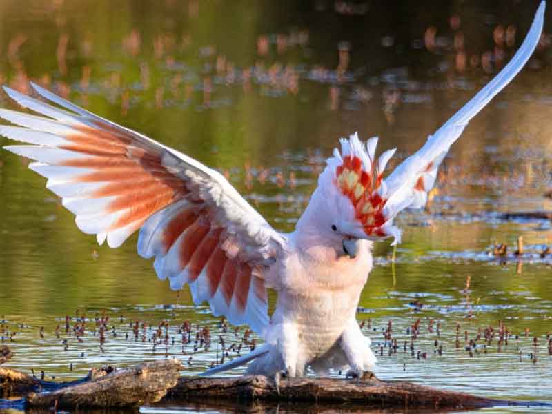 Bowra Wildlife Sanctuary