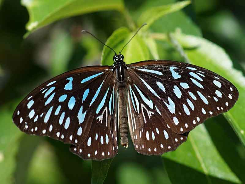 Bribie Island Butterfly House