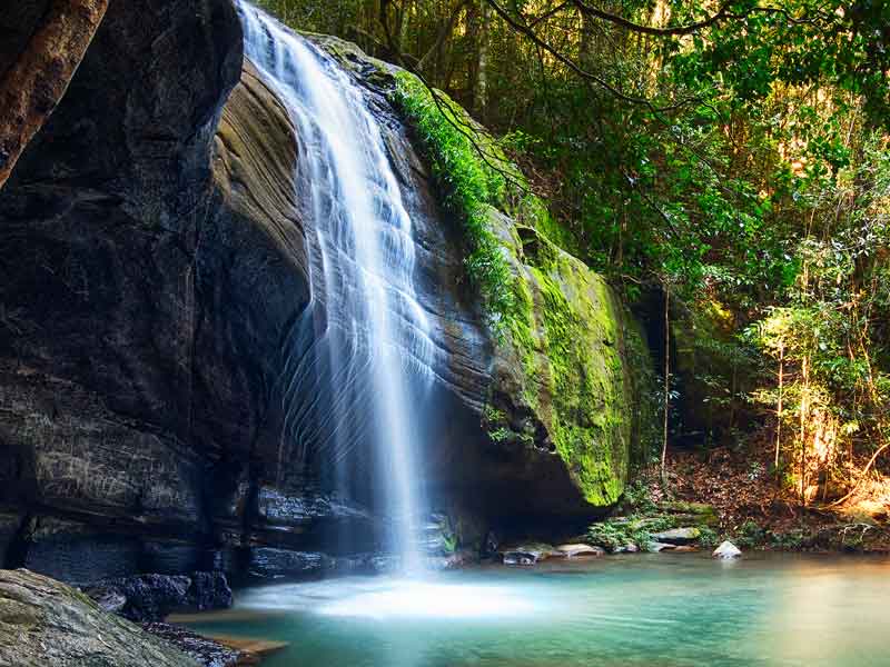 Buderim Forest Park