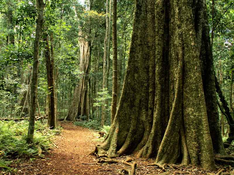 Bunya Mountains National Park