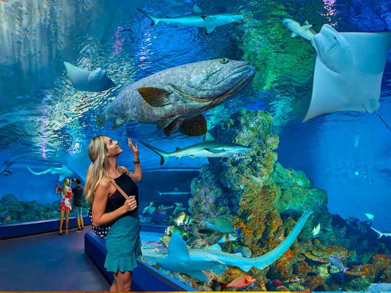 Cairns Aquarium Queensland