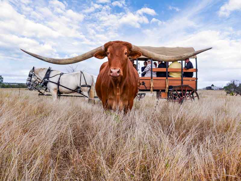 Charters Towers Texas Longhorns