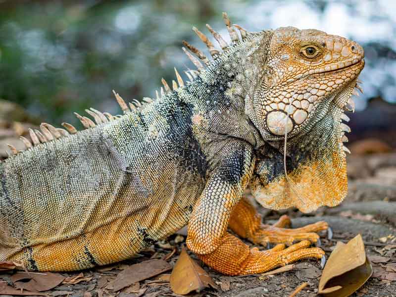 Cooberrie Park Wildlife Sanctuary