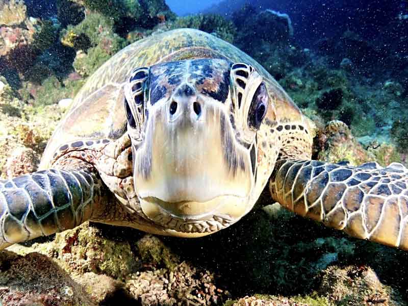 Cook Island Aquatic Reserve