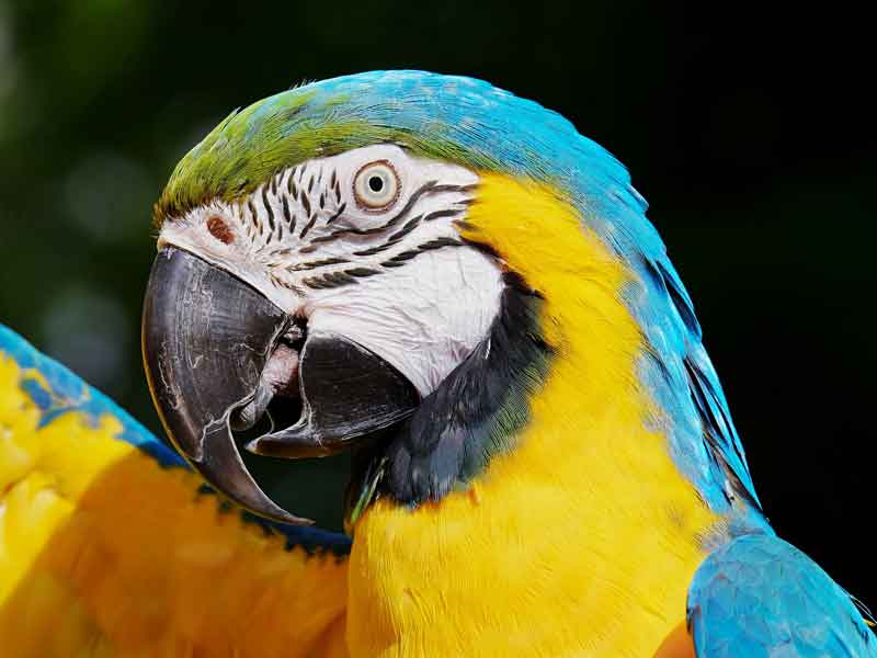 Currumbin Wildlife Sanctuary