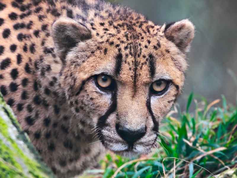 Darling Downs Zoo