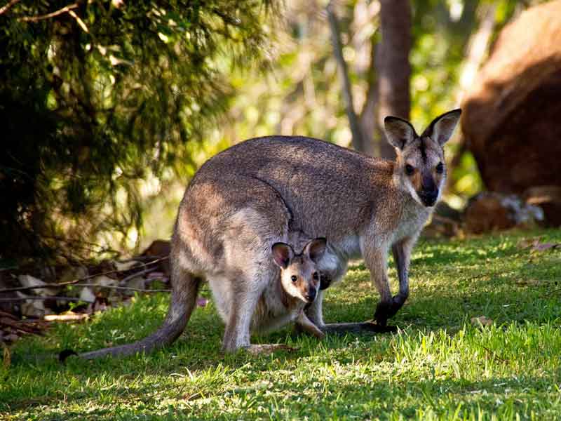 David Fleay Wildlife Park Gold Coast