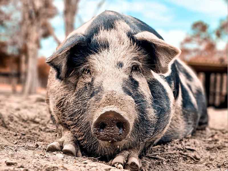 DRU Animal Rescue Sanctuary