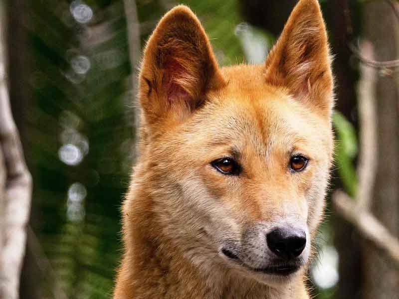 Durong Dingo Sanctuary