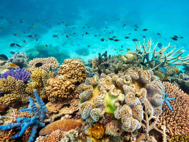Great Barrier Reef