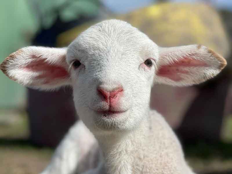 Happily Heifer After Farm Animal Sanctuary