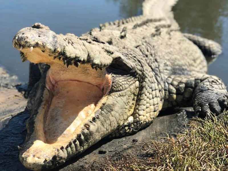 Koorana Crocodile Farm