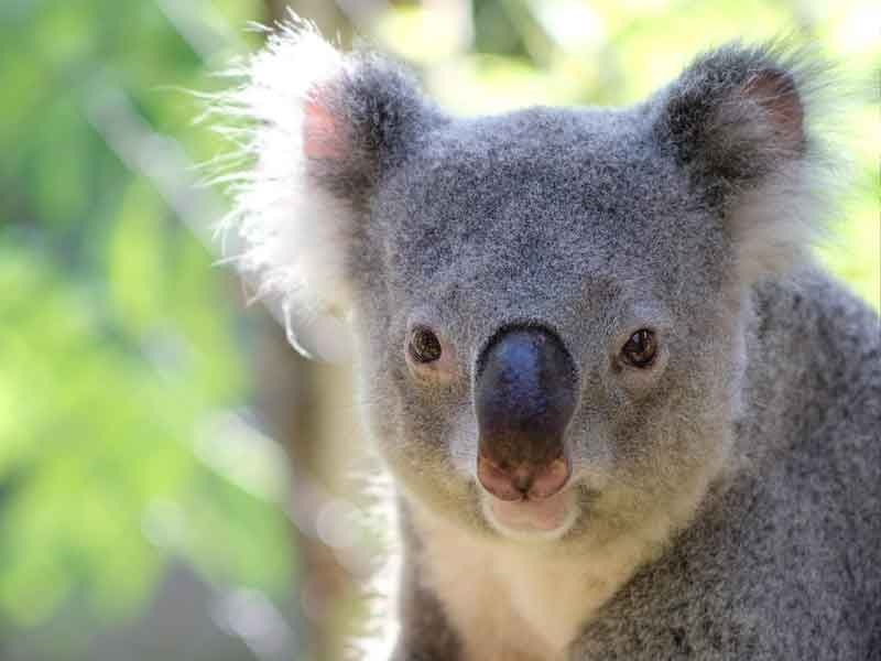 Kuranda Koala Gardens