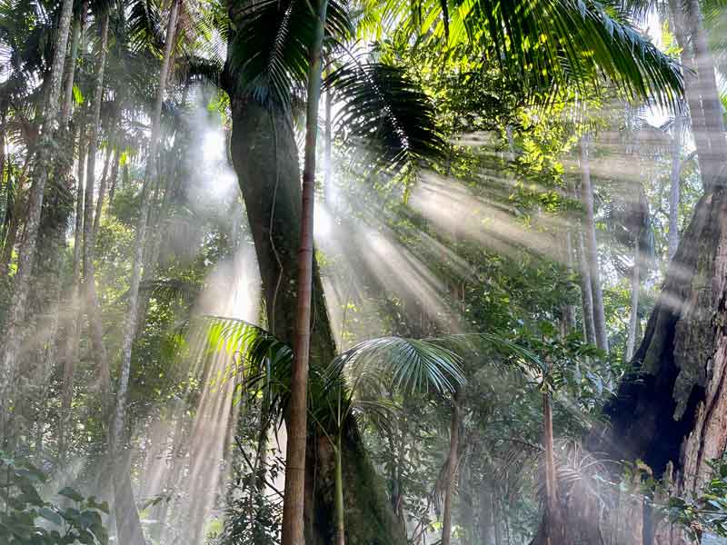 Lamington National Park