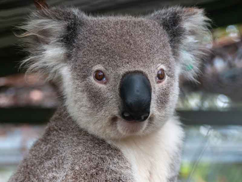 Lone Pine Sanctuary
