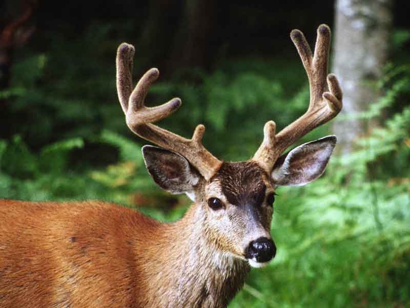Lyell Deer Sanctuary