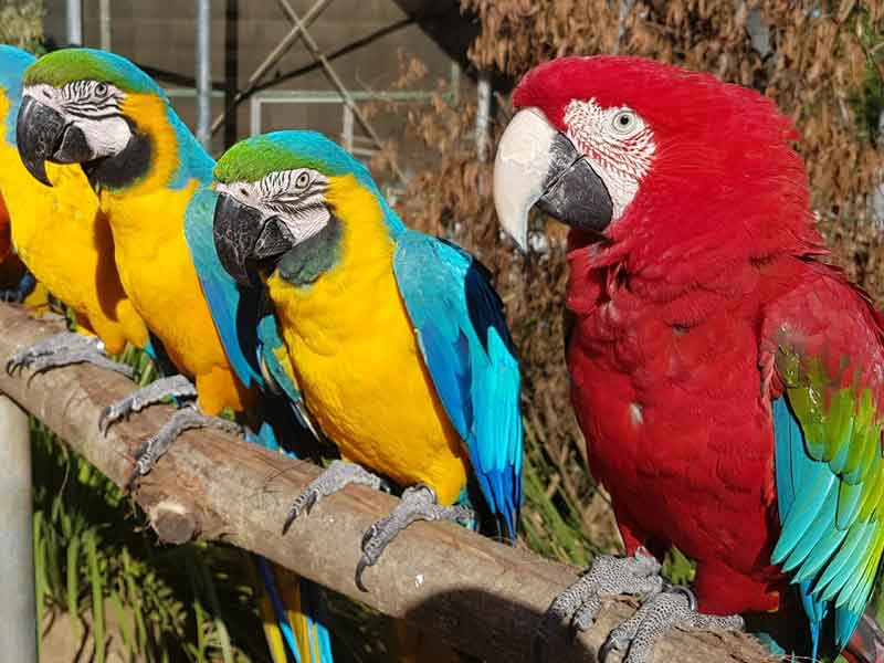 Maleny Bird World