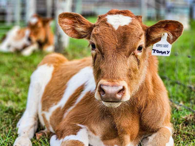 Maleny Dairies