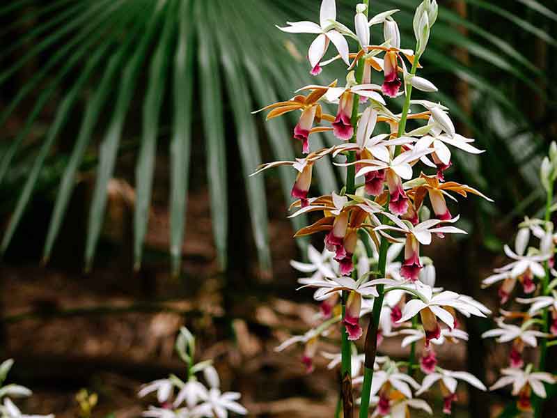 Maroochy Regional Bushland Botanic Garden