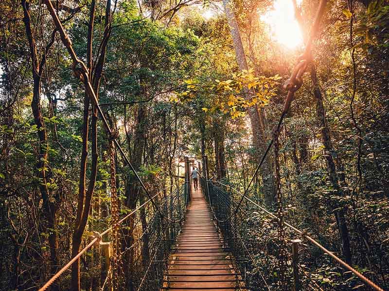 O'Reilly's Tree Top Walk