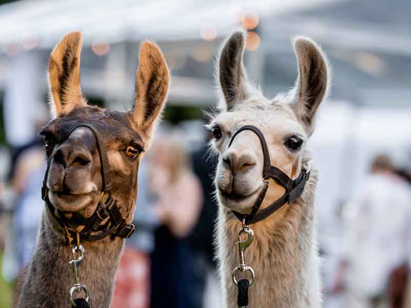 Ottaba Llama Walks