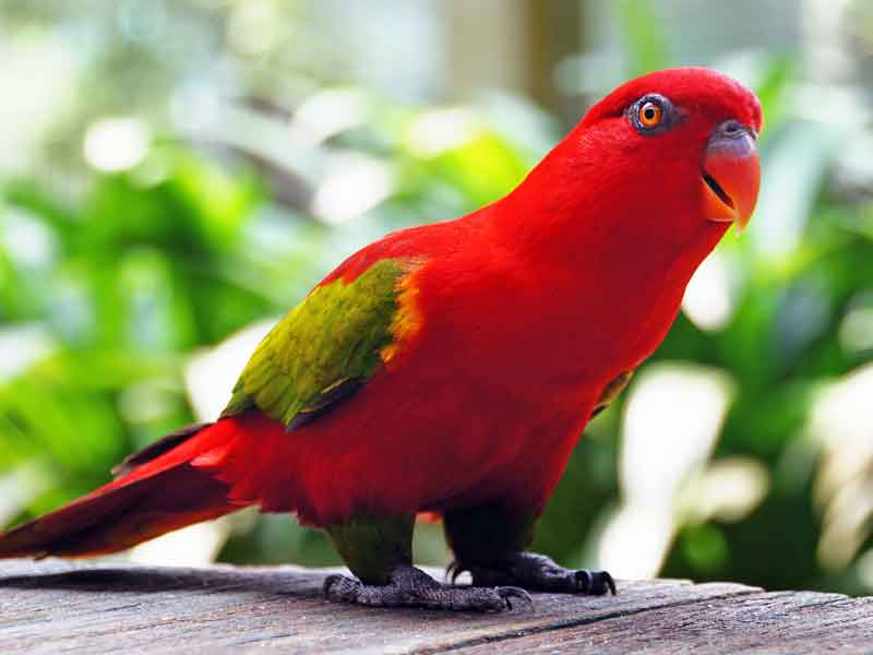 Parrots in Paradise