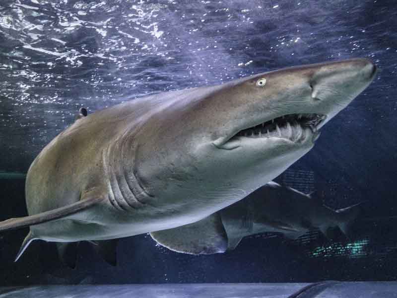 Sea Life Sunshine Coast