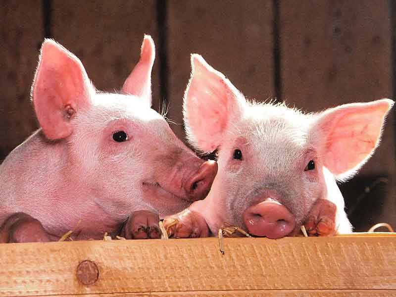 Dayboro Farm Animal Sanctuary