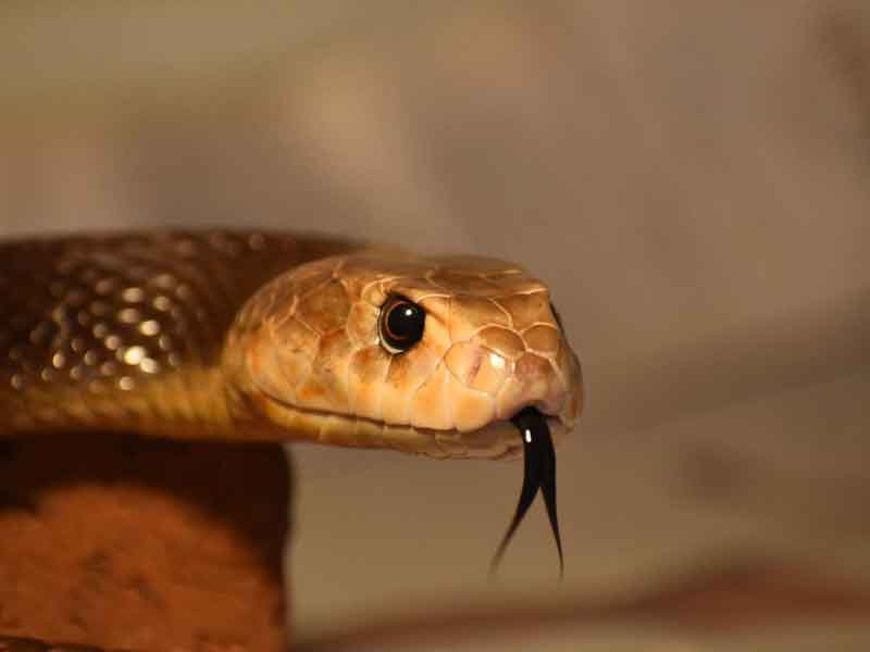 Snakes Downunder Childers