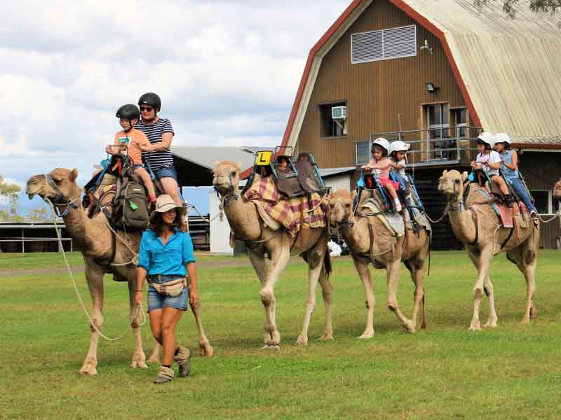 Summer Land Camel Tours Qld