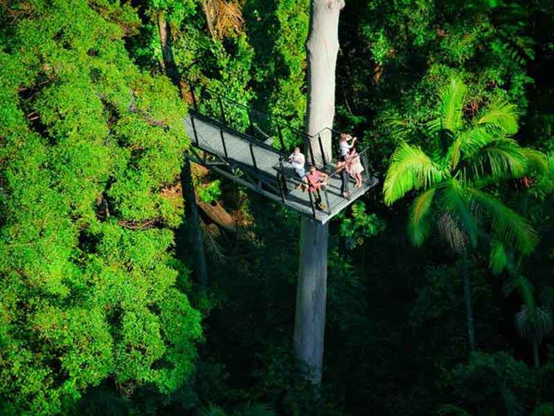 Tamborine Rainforest Skywalk