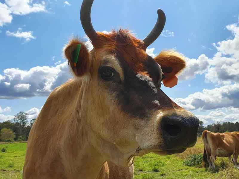Tommerup's Dairy Farm