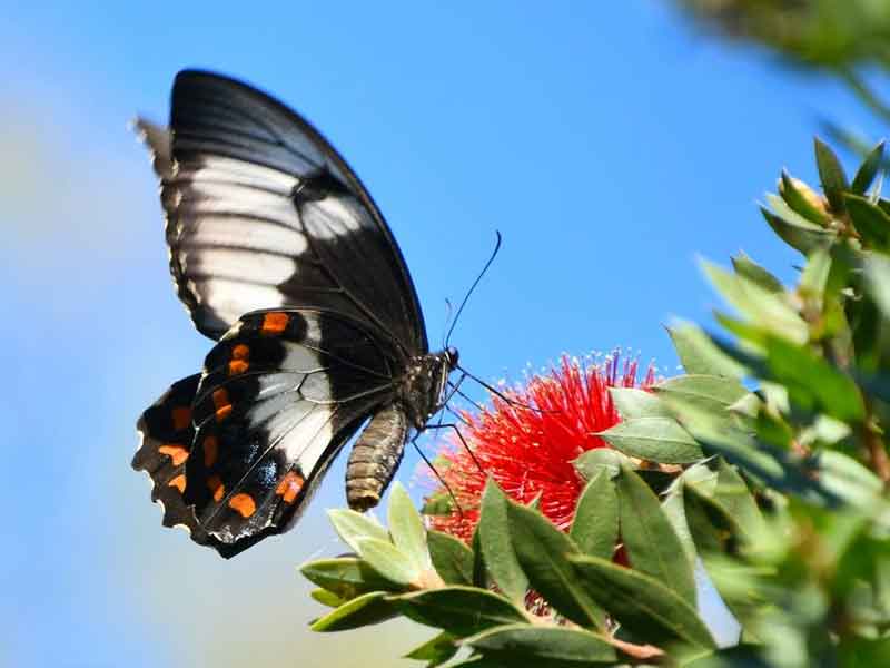 Gold Coast Botanic Gardens