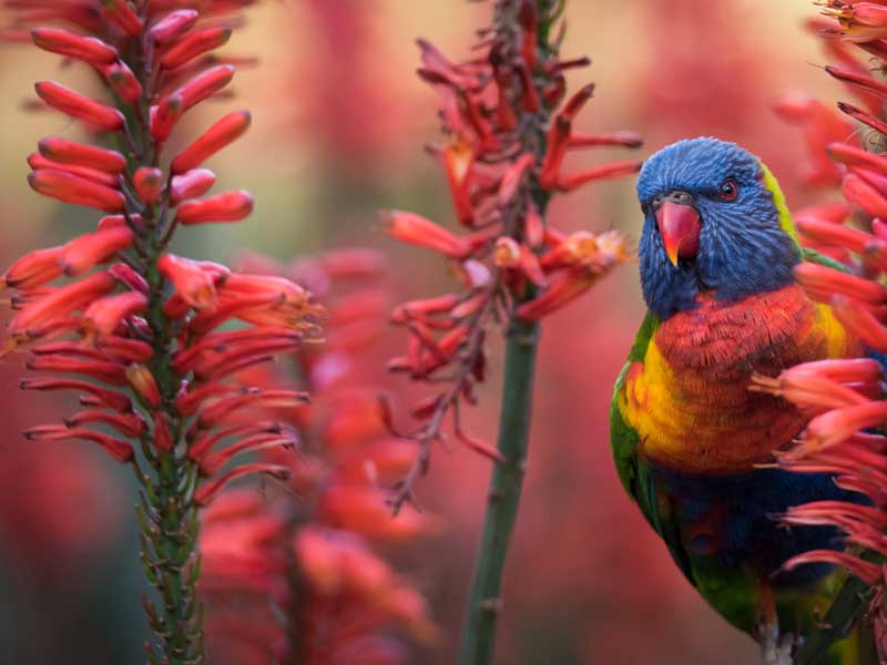 Botanic Park Adelaide South Australia
