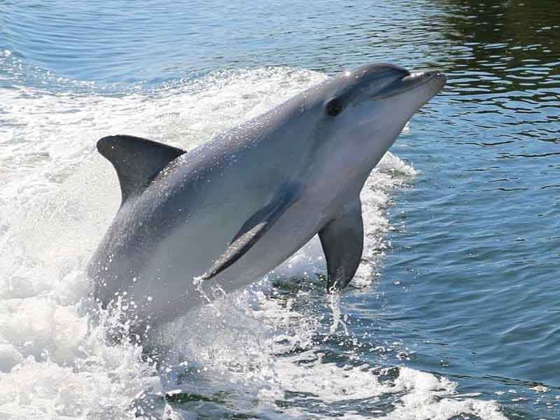 Adelaide Dolphin Sanctuary South Australia