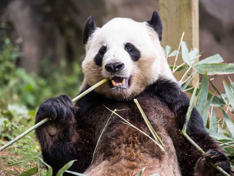 Adelaide Zoo South Australia