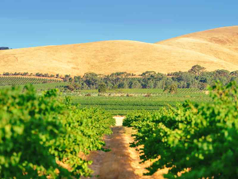 Barossa Valley South Australia
