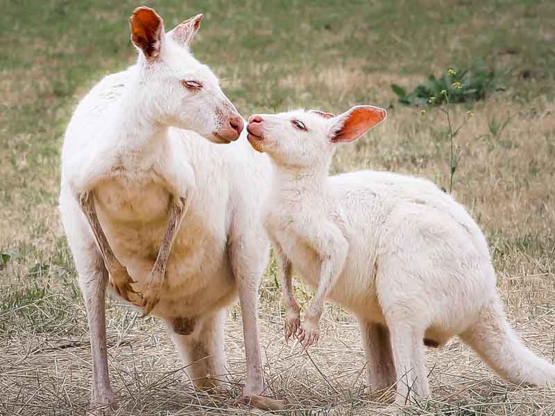 Bordertown Wildlife Park South Australia