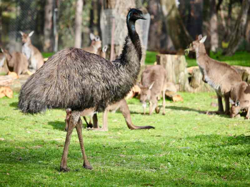 Cleland Wildlife Park South Australia