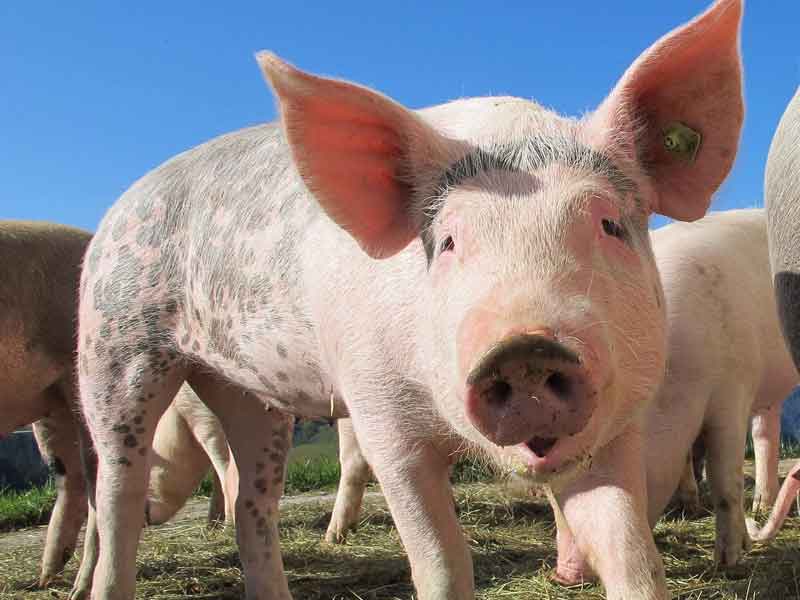 Furever Farm Animal Sanctuary