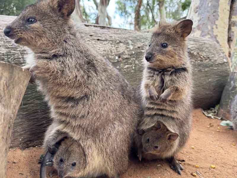 Gorge Wildlife Park South Australia