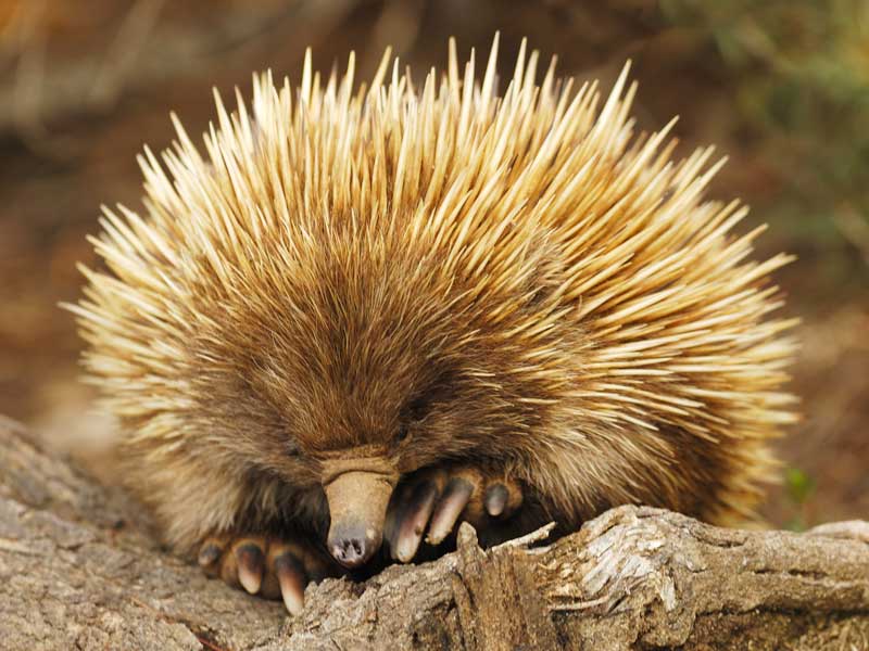 Hanson Bay Wildlife Sanctuary