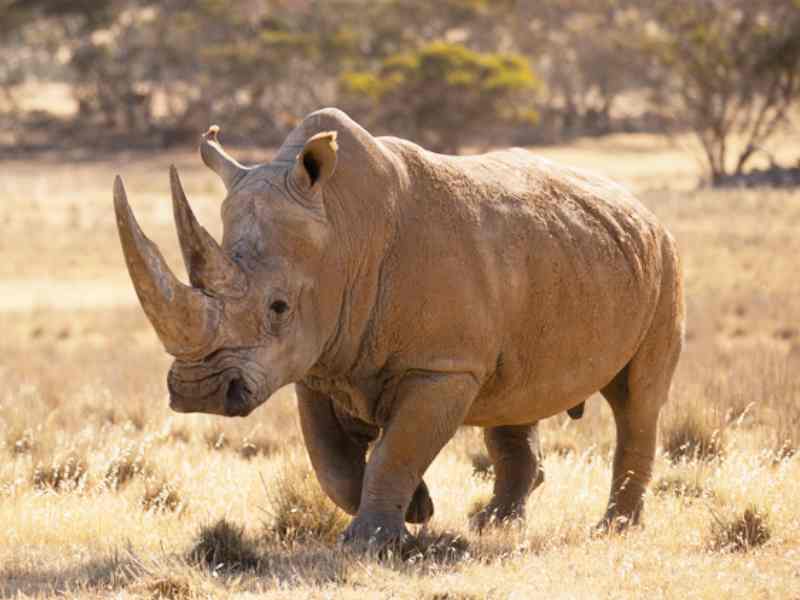 Monarto Safari Park South Australia