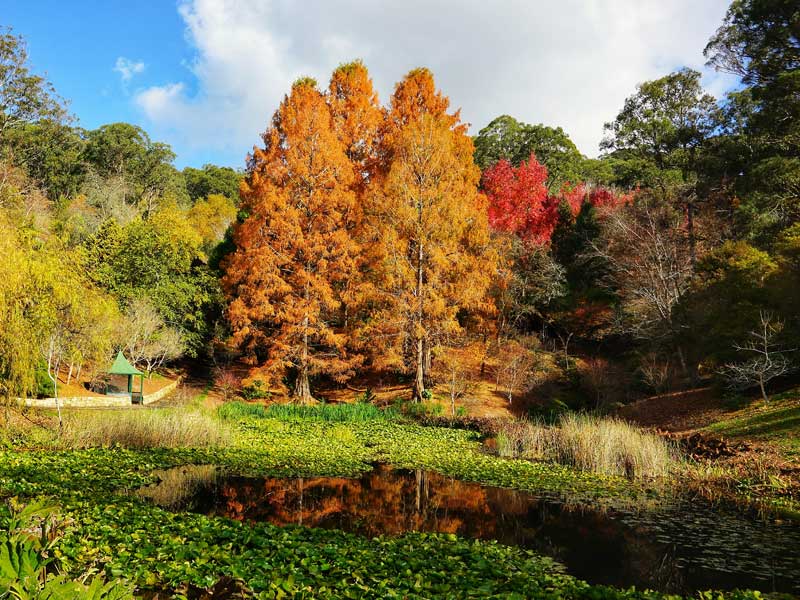 Mt Lofty Botanic Gardens Australia