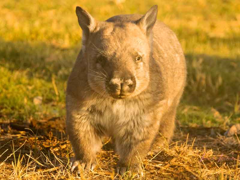 Uleybury Native Wildlife Sanctuary