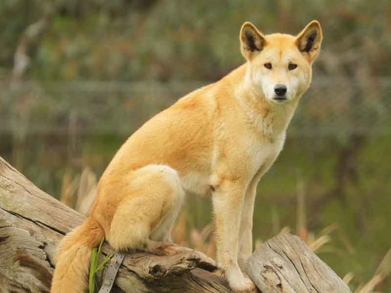 Urimbirra Wildlife Park South Australia