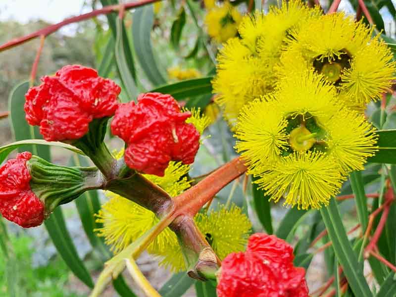 Waite Arboretum