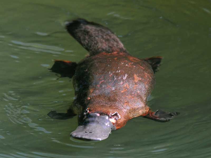 Warrawong Wildlife Sanctuary
