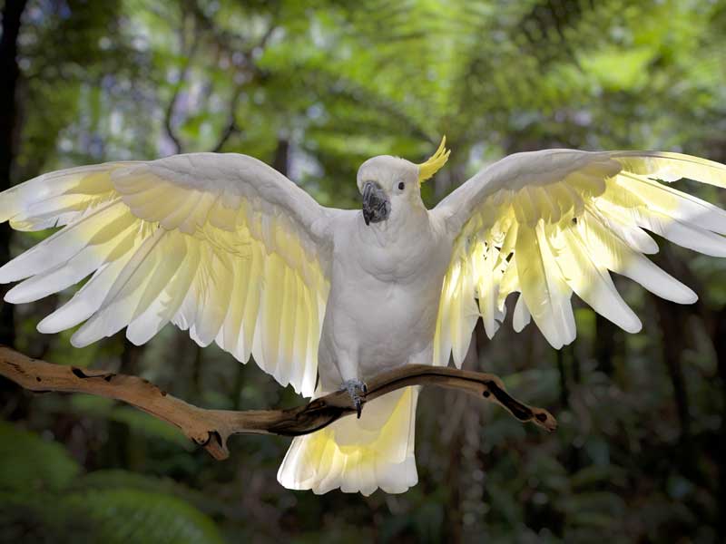 Bonorong Wildlife Sanctuary Tasmania