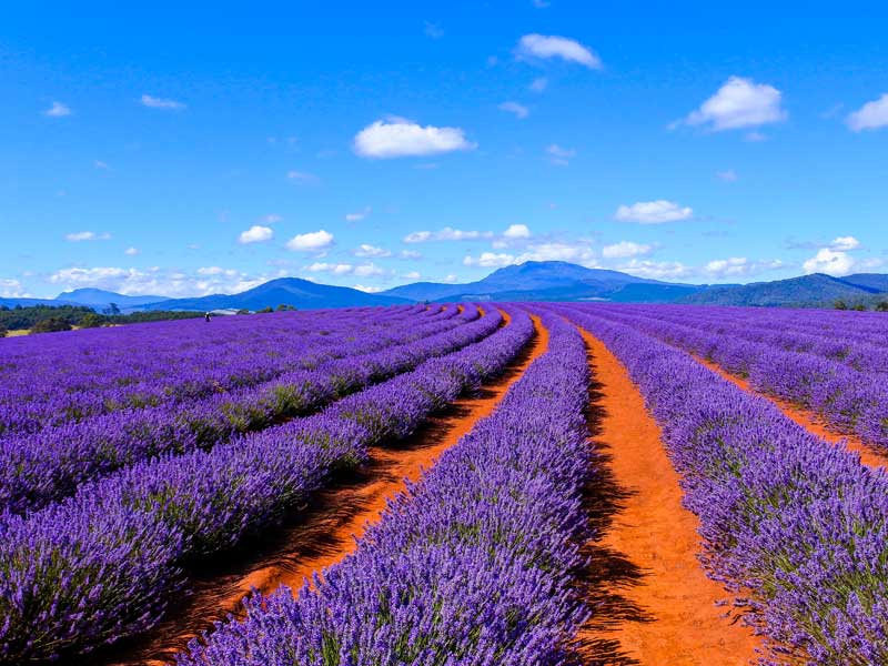 Bridestowe Lavender Estate Tasmania